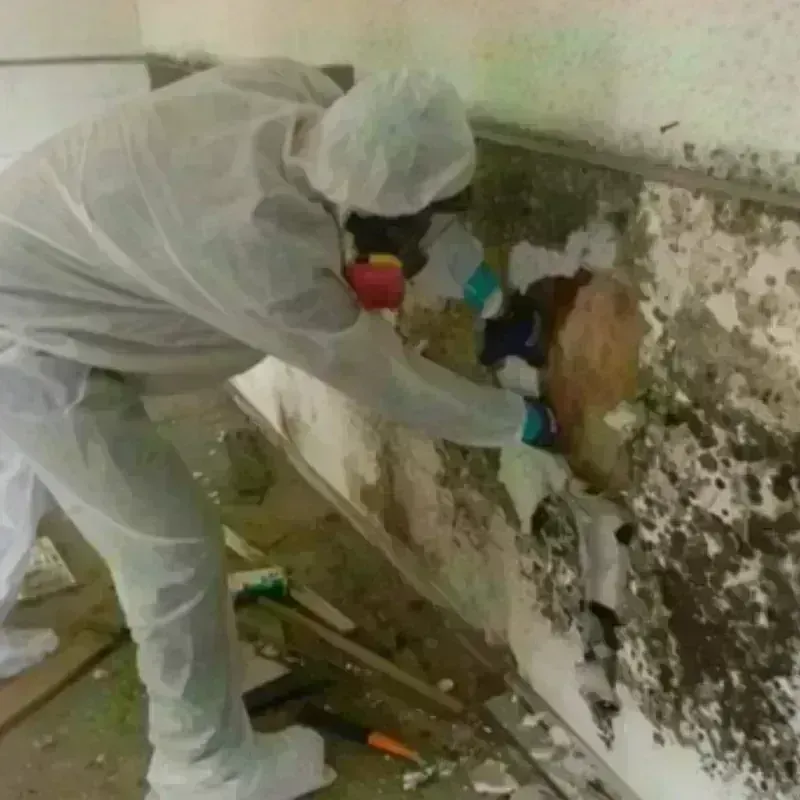 Mold Remediation and Removal in Anchorage, AK